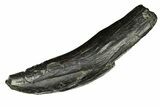 Large, Fossil Sperm Whale (Physeteridae) Tooth - South Carolina #299386-1